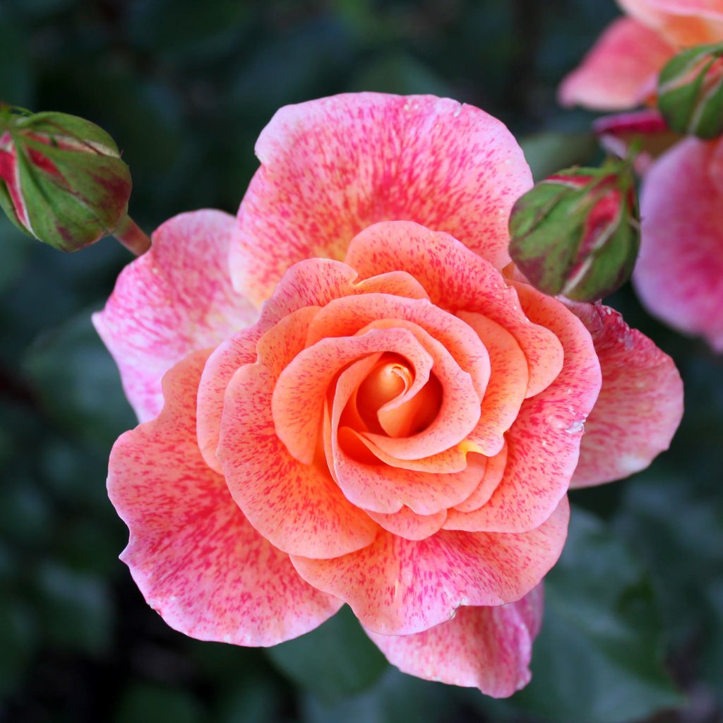 Обои цветы, бутоны, макро, роза, розовый, flowers, buds, macro, rose, pink разрешение 2048x1365 Загрузить