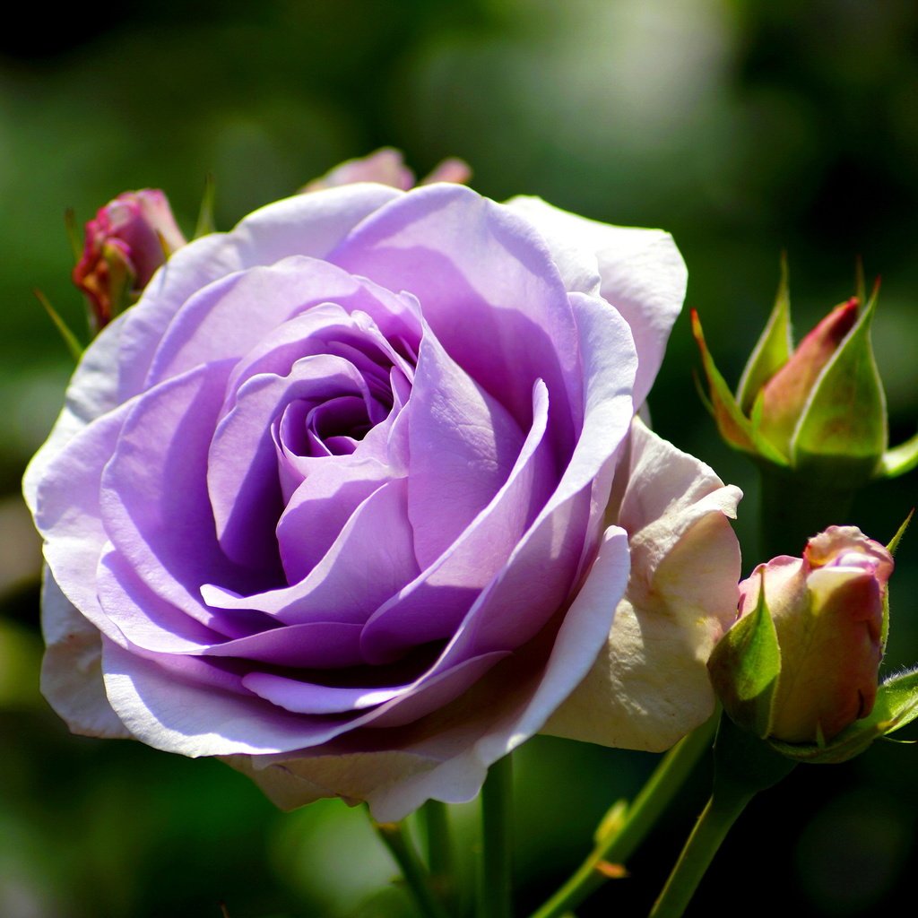 Обои бутоны, цветок, роза, лепестки, фиолетовая, крупным планом, buds, flower, rose, petals, purple, closeup разрешение 3008x2000 Загрузить