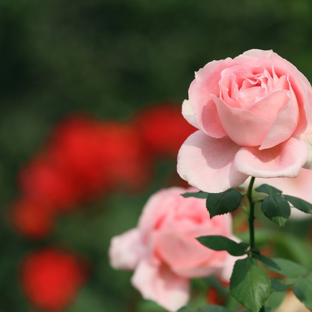 Обои цветок, роза, лепестки, бутон, розовый, flower, rose, petals, bud, pink разрешение 2400x1557 Загрузить