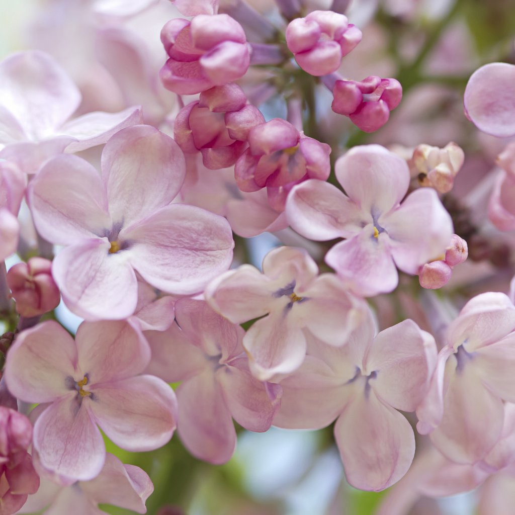 Обои макро, весна, нежность, сирень, macro, spring, tenderness, lilac разрешение 2048x1365 Загрузить