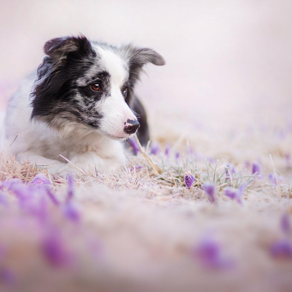 Обои цветы, взгляд, собака, друг, бордер-колли, flowers, look, dog, each, the border collie разрешение 2000x1333 Загрузить