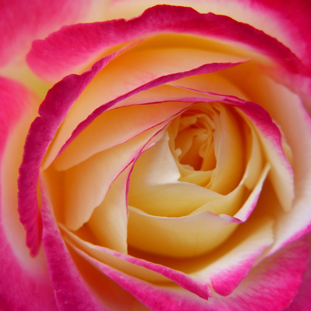 Обои макро, роза, лепестки, бутон, macro, rose, petals, bud разрешение 4000x3000 Загрузить