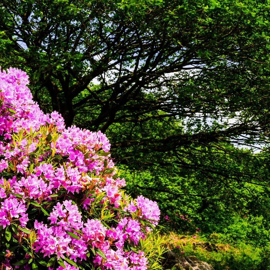 Обои цветы, деревья, природа, кустарники, flowers, trees, nature, shrubs разрешение 2000x1300 Загрузить