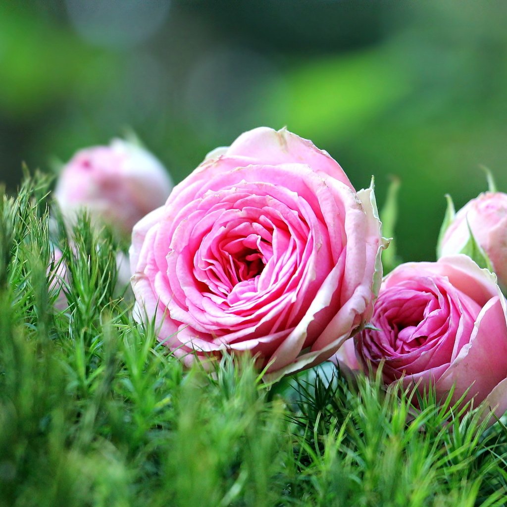 Обои цветы, трава, природа, розы, розовые, лежат, розовые розы, flowers, grass, nature, roses, pink, lie, pink roses разрешение 2560x1600 Загрузить
