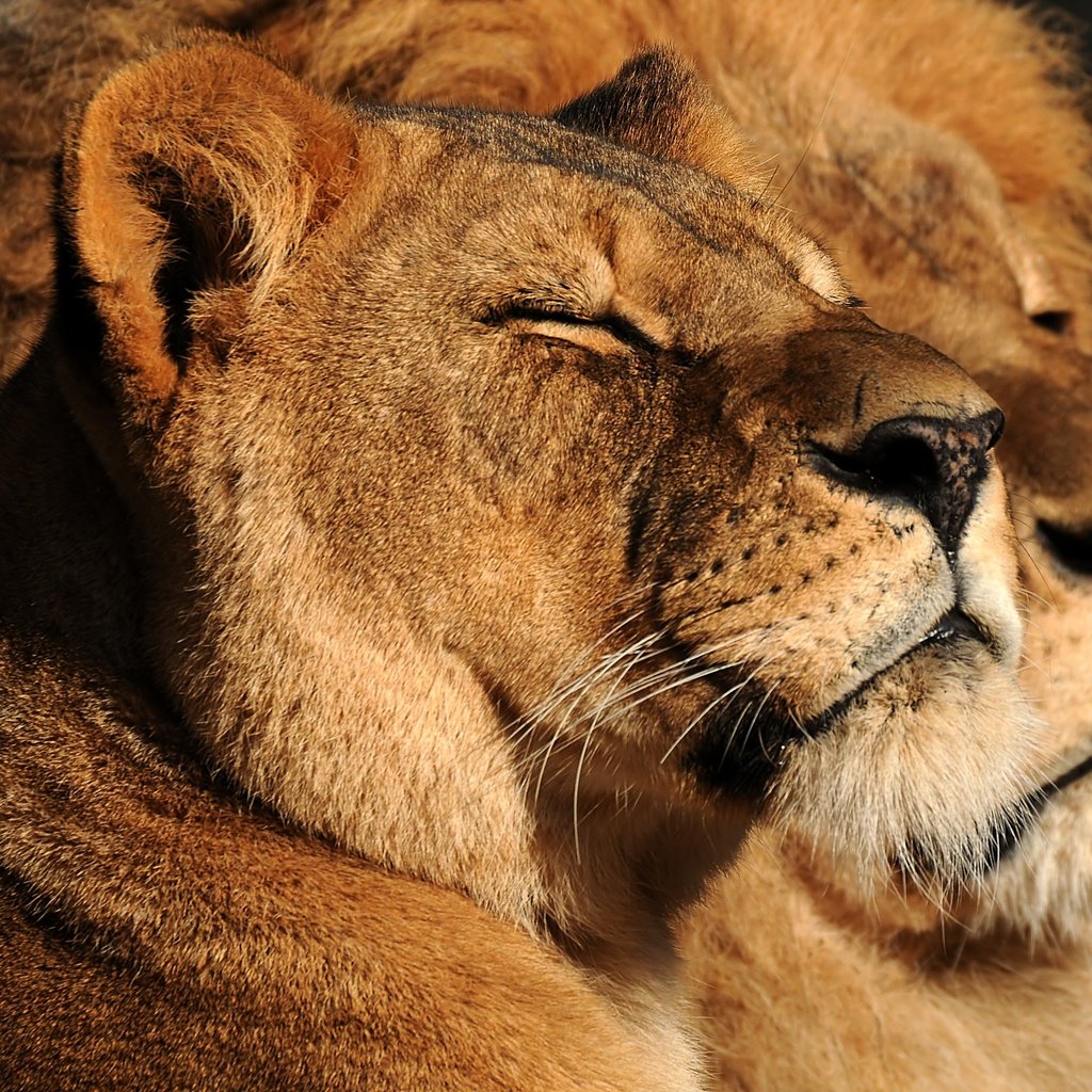 Обои взгляд, пара, семья, дикие кошки, лев, львица, look, pair, family, wild cats, leo, lioness разрешение 3882x2529 Загрузить