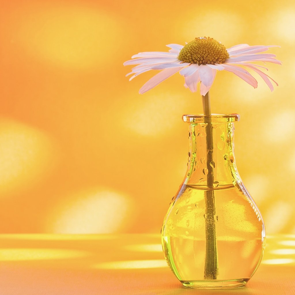 Обои фон, ромашка, бутылочка, вазочка, background, daisy, bottle, vase разрешение 2560x1696 Загрузить