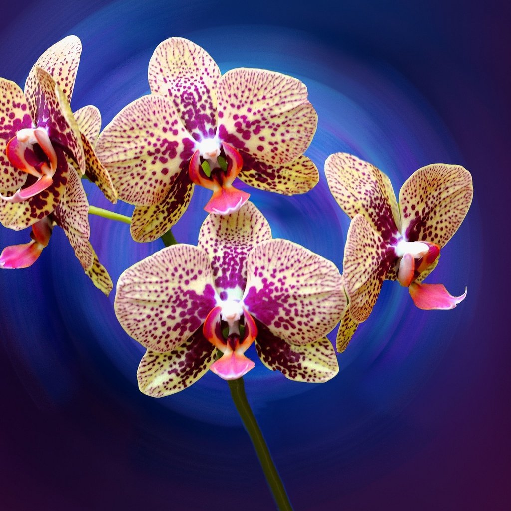 Обои цветы, лепестки, орхидея, flowers, petals, orchid разрешение 2048x1360 Загрузить