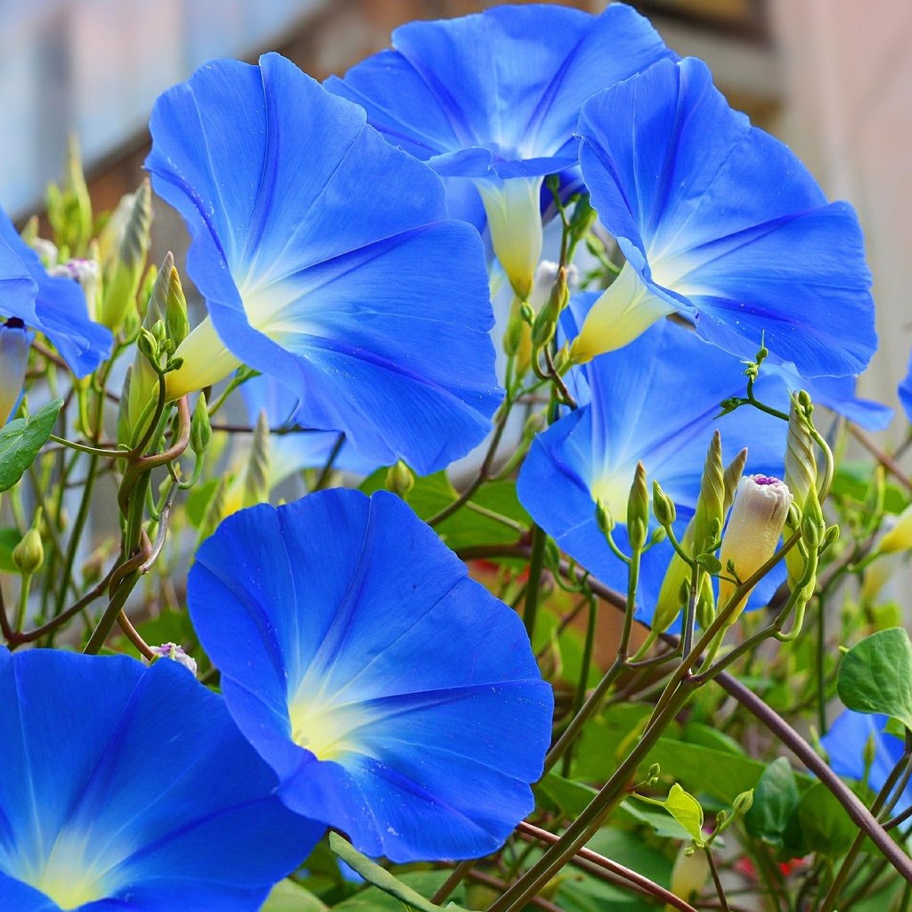 Ипомея окраска. Вьюнок ипомея. Ипомея трехцветная Ipomoea Tricolor. Ипомея morning Glory.