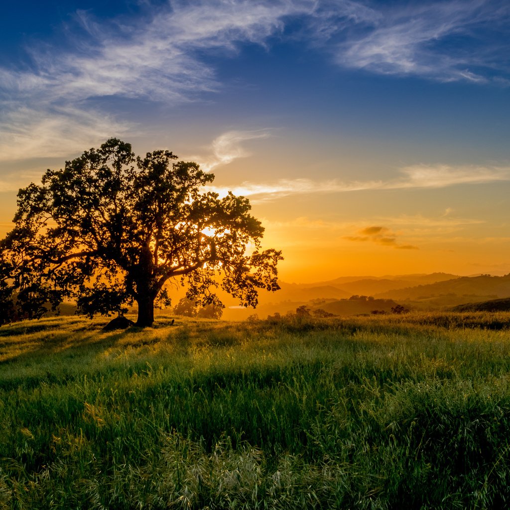 Обои небо, трава, облака, солнце, природа, дерево, закат, пейзаж, the sky, grass, clouds, the sun, nature, tree, sunset, landscape разрешение 4252x3140 Загрузить