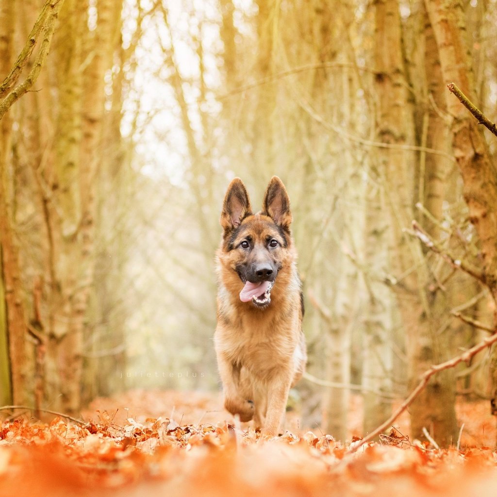 Обои природа, лес, осень, собака, немецкая овчарка, nature, forest, autumn, dog, german shepherd разрешение 2560x1707 Загрузить