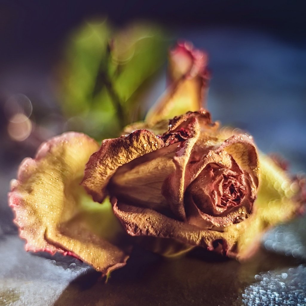 Обои макро, фон, цветок, роза, macro, background, flower, rose разрешение 1920x1282 Загрузить