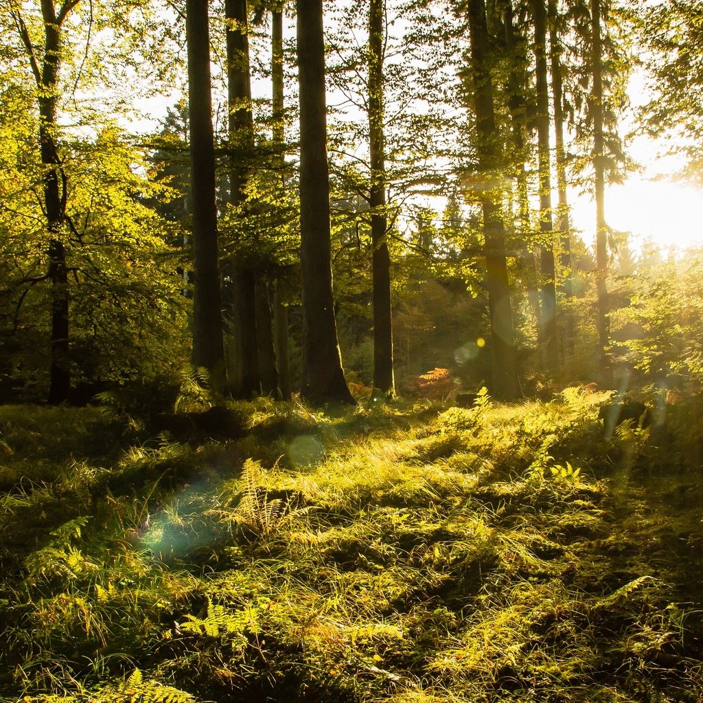 Обои деревья, лес, солнечный свет, trees, forest, sunlight разрешение 2048x1310 Загрузить