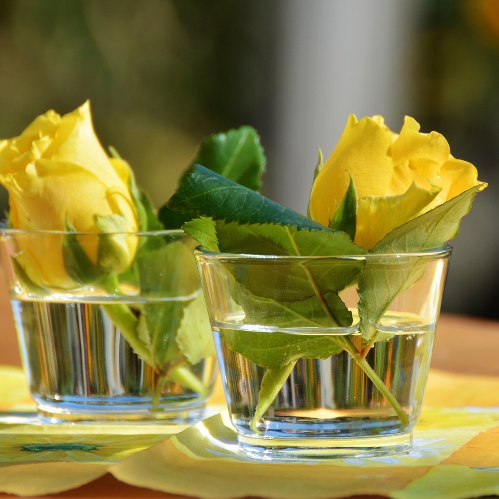 Обои цветы, розы, стаканы, салфетка, желтые, flowers, roses, glasses, napkin, yellow разрешение 5111x3186 Загрузить