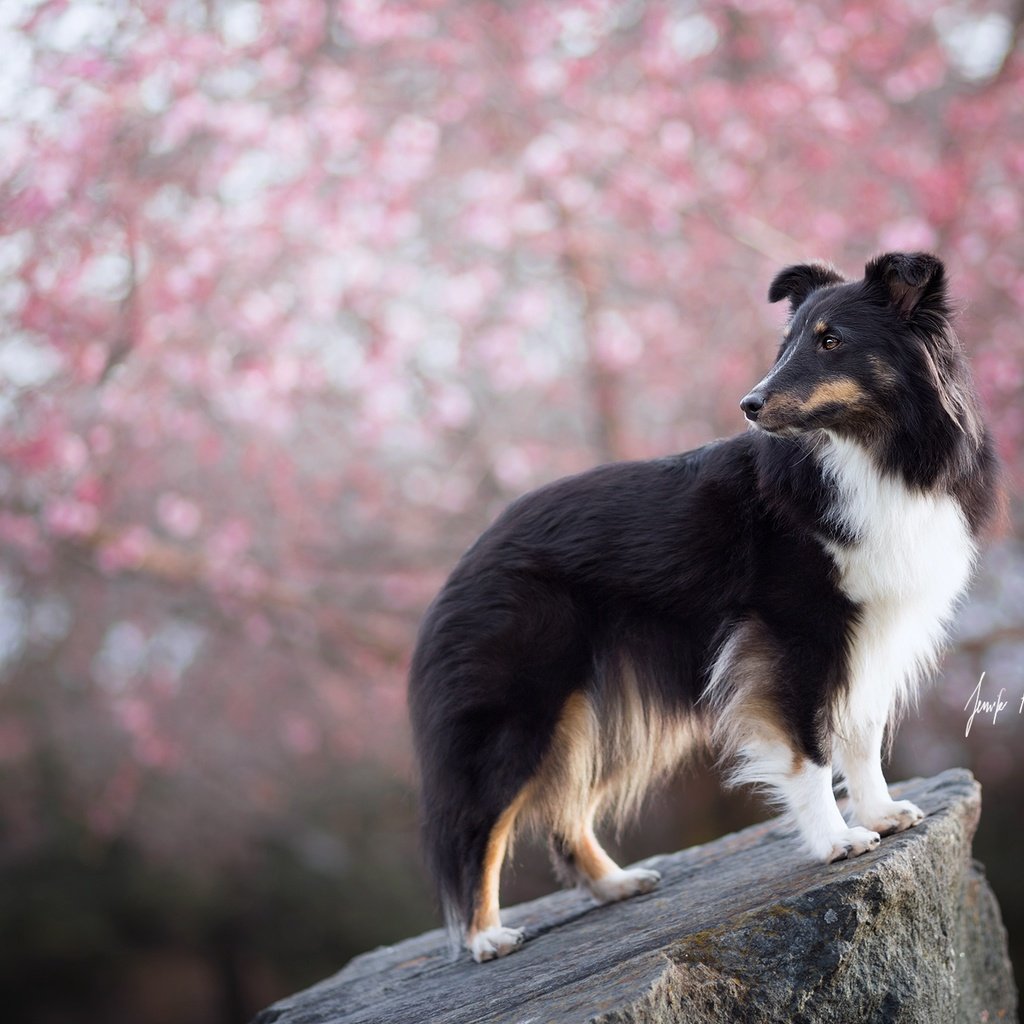 Обои цветение, взгляд, собака, весна, друг, шелти, шетландская овчарка, flowering, look, dog, spring, each, sheltie, shetland sheepdog разрешение 2048x1365 Загрузить
