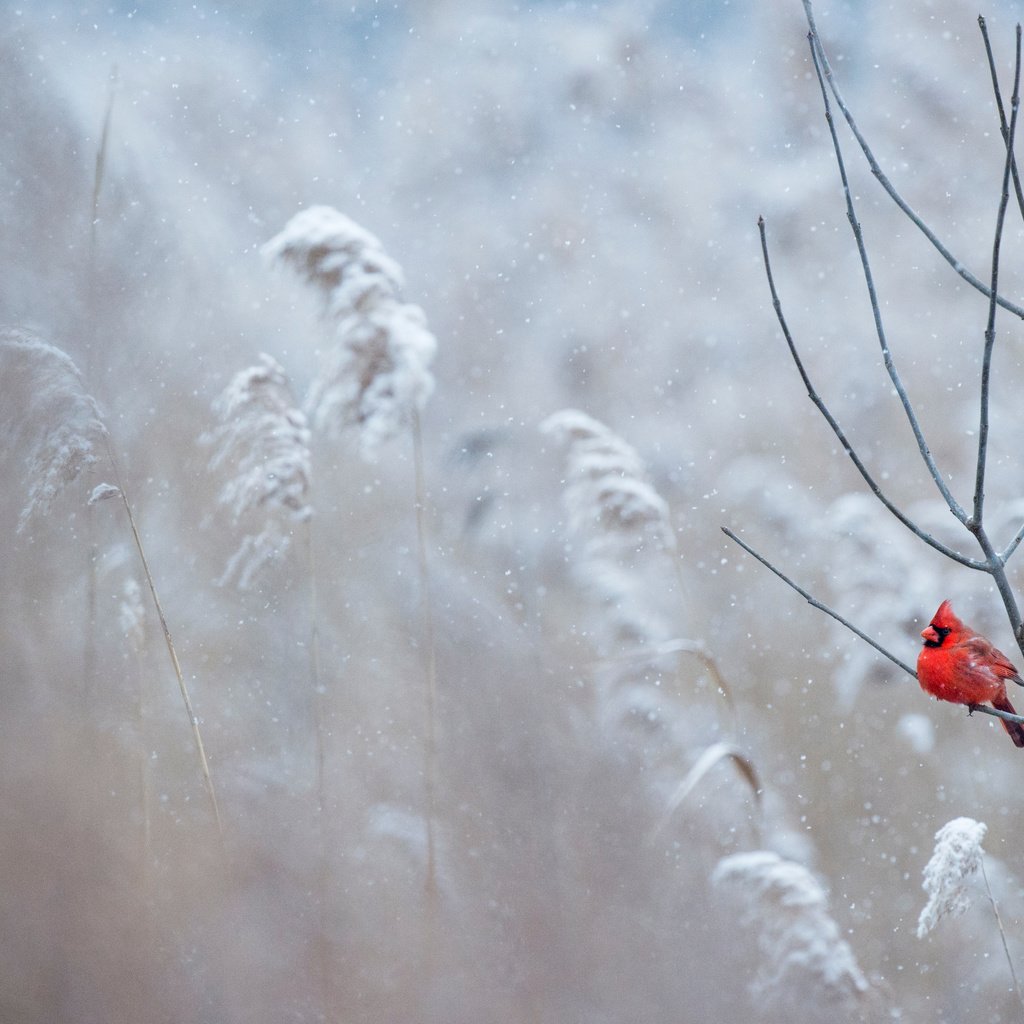 Обои снег, зима, птица, кардинал, ray hennessy, snow, winter, bird, cardinal разрешение 4667x3106 Загрузить