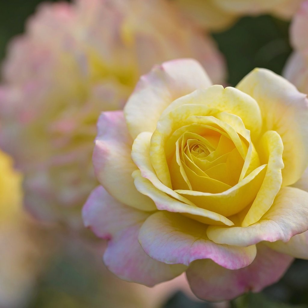Обои цветы, роза, лепестки, бутон, боке, flowers, rose, petals, bud, bokeh разрешение 1920x1279 Загрузить