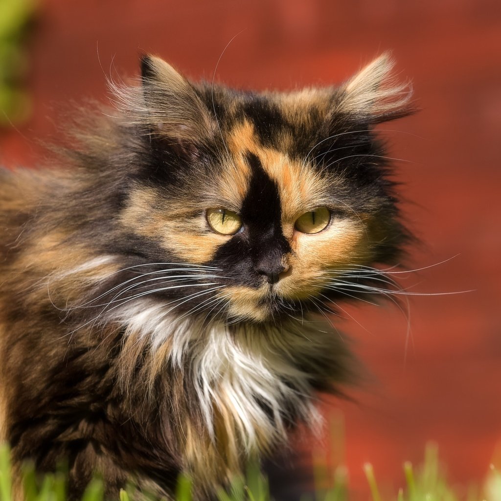 Обои фон, кот, кошка, взгляд, background, cat, look разрешение 2048x1280 Загрузить