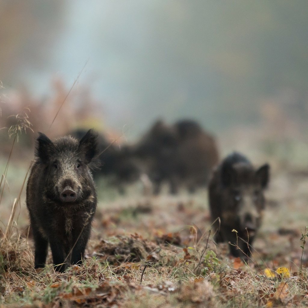 Обои природа, животные, кабан, кабаны, дикая свинья, nature, animals, boar, boars, wild pig разрешение 2560x1636 Загрузить