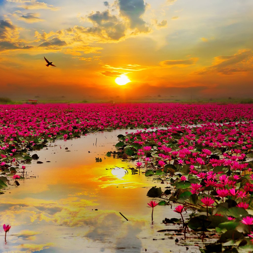 Обои небо, цветы, облака, вода, солнце, птица, таиланд, лотосы, the sky, flowers, clouds, water, the sun, bird, thailand, lotus разрешение 2880x1800 Загрузить