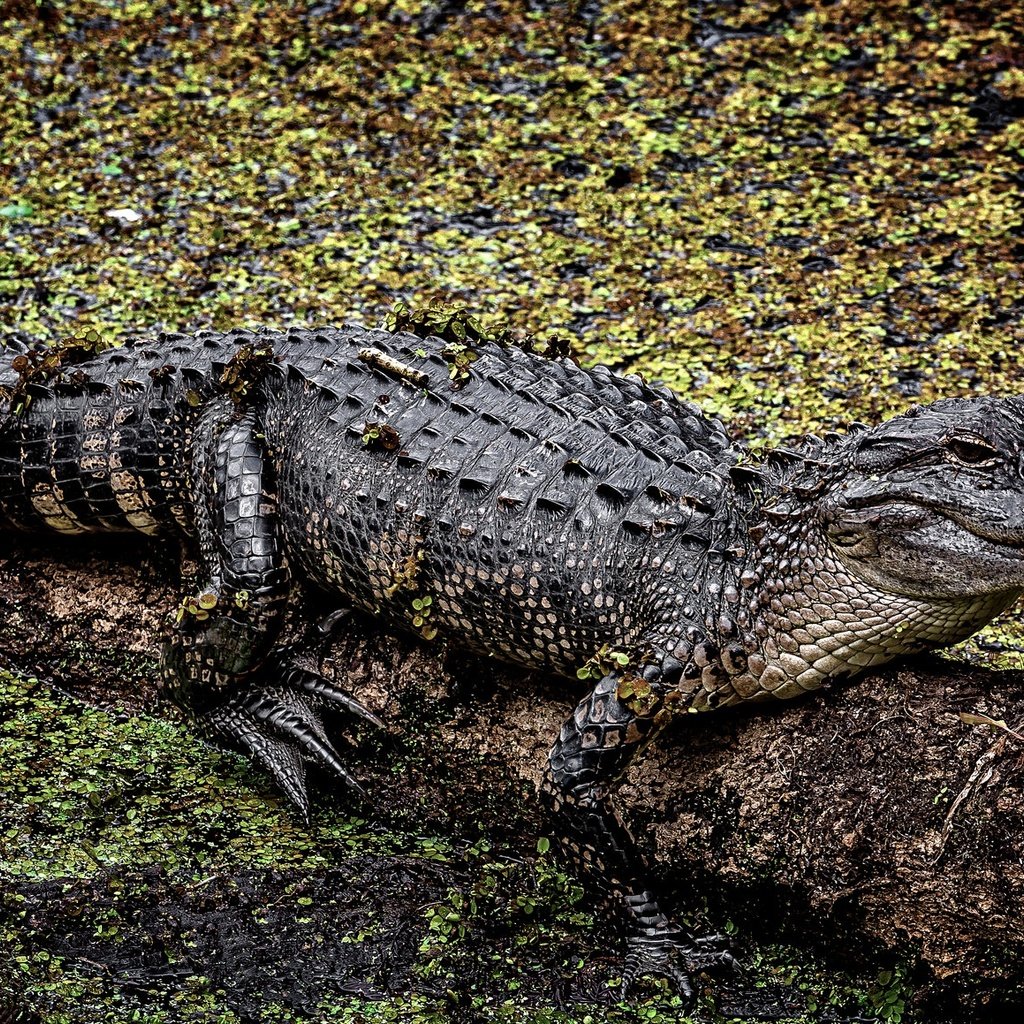 Обои фон, крокодил, аллигатор, background, crocodile, alligator разрешение 2048x1159 Загрузить