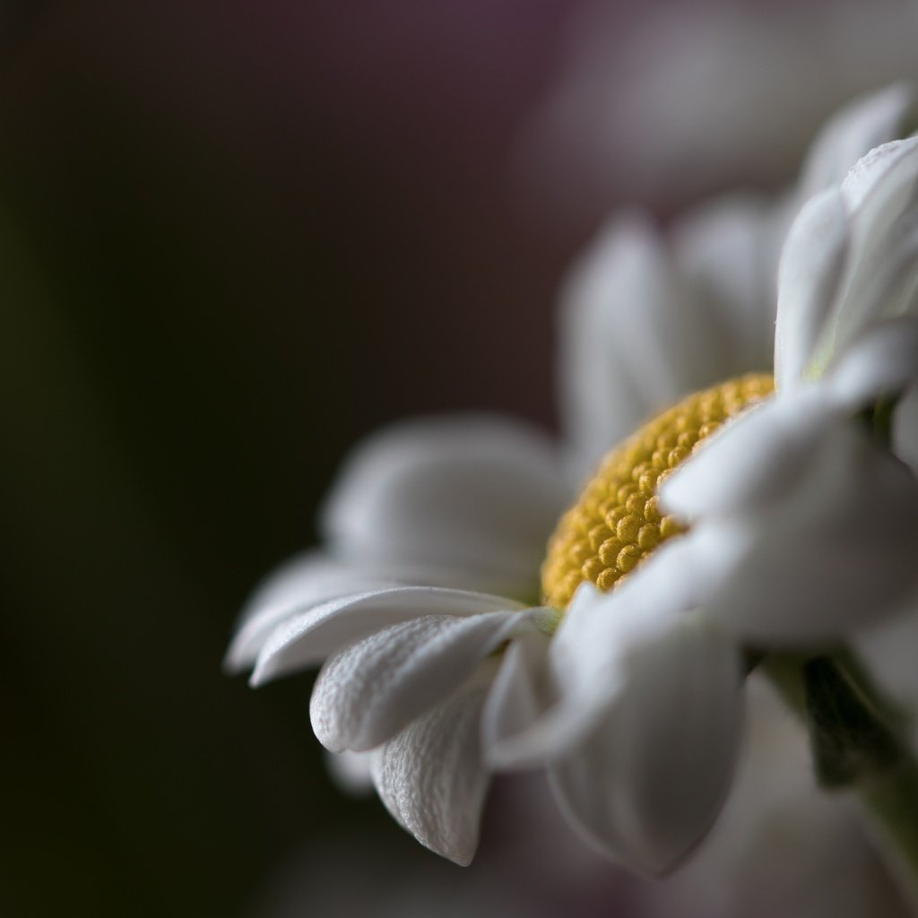 Обои макро, цветок, ромашка, macro, flower, daisy разрешение 6000x4000 Загрузить