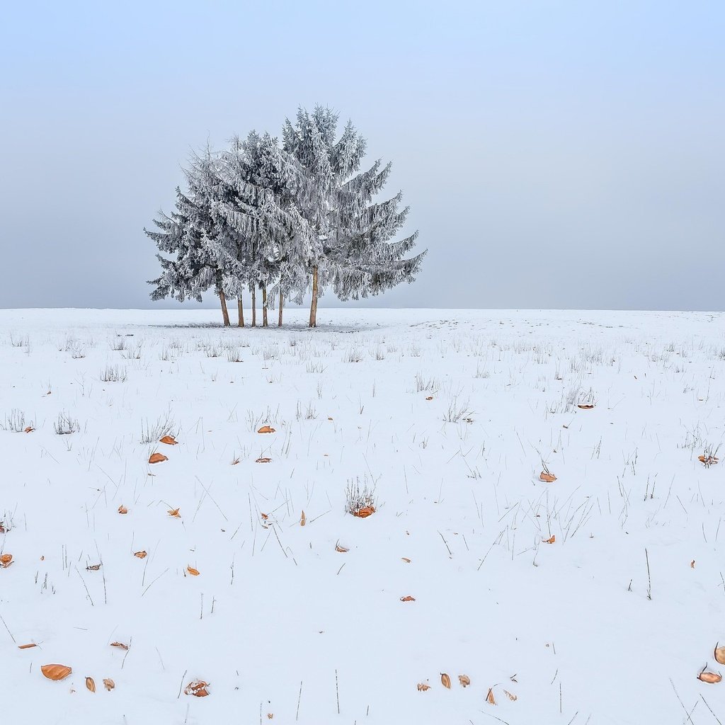 Обои небо, снег, дерево, зима, поле, the sky, snow, tree, winter, field разрешение 2048x1365 Загрузить