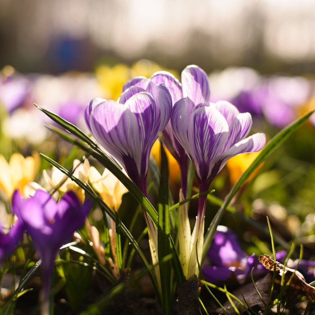 Обои цветы, весна, крокус, шафран, flowers, spring, krokus, saffron разрешение 6016x4016 Загрузить