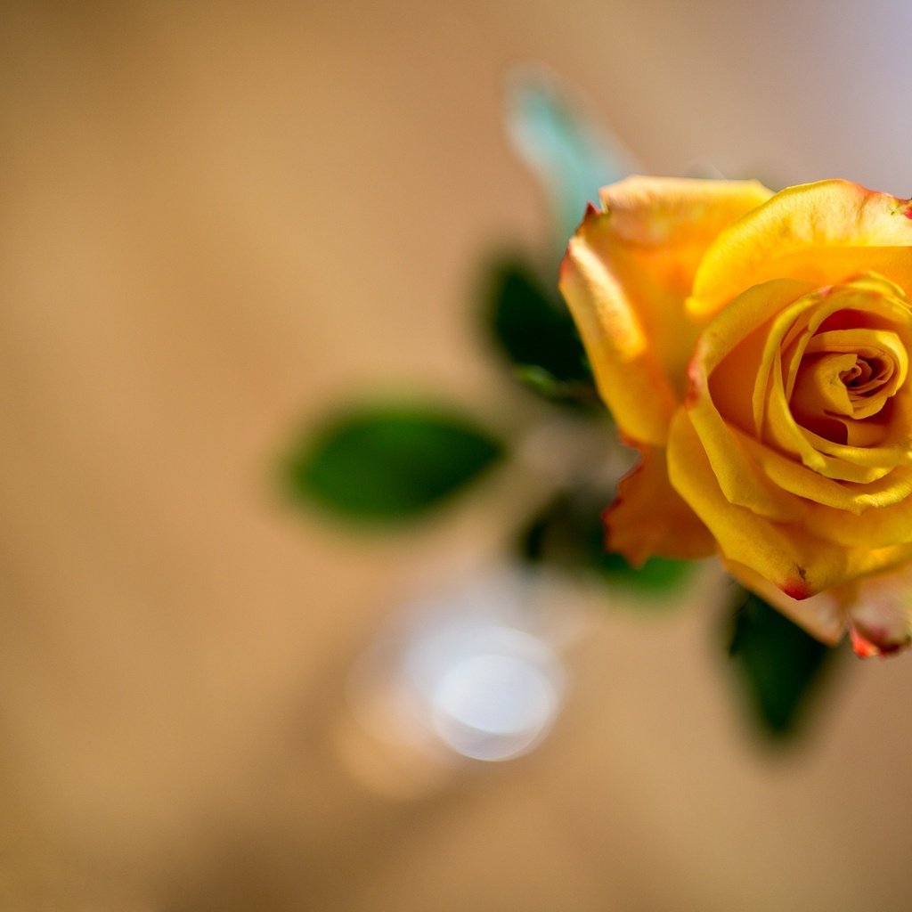 Обои желтый, фон, цветок, роза, боке, yellow, background, flower, rose, bokeh разрешение 2121x1414 Загрузить