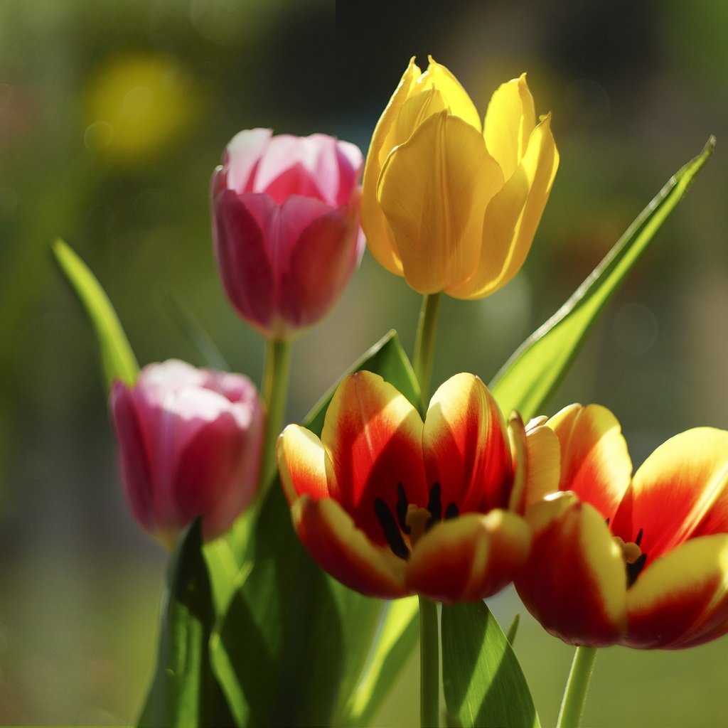 Обои цветы, бутоны, лепестки, тюльпаны, боке, flowers, buds, petals, tulips, bokeh разрешение 1983x1363 Загрузить