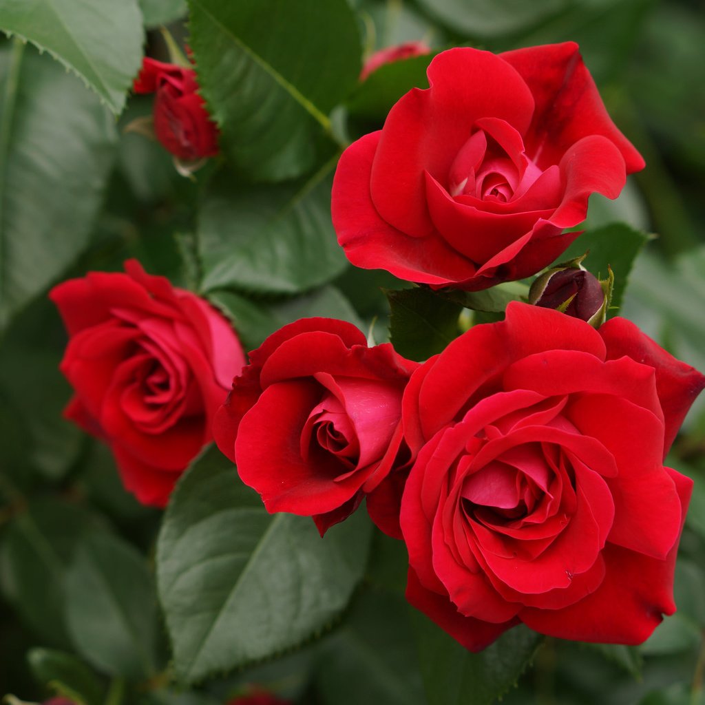 Обои цветы, розы, красные, куст, flowers, roses, red, bush разрешение 2048x1365 Загрузить