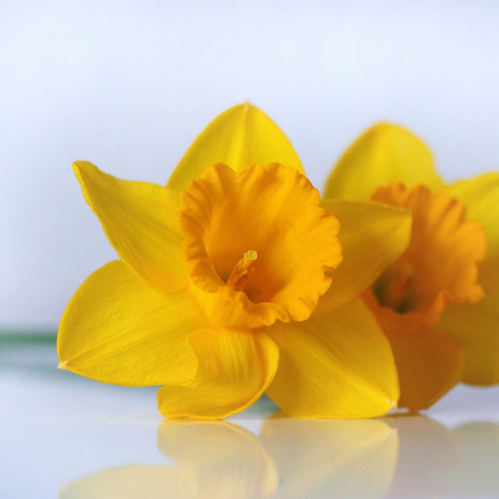 Обои цветы, макро, нарциссы, желтые, дуэт, flowers, macro, daffodils, yellow, duo разрешение 2048x1536 Загрузить