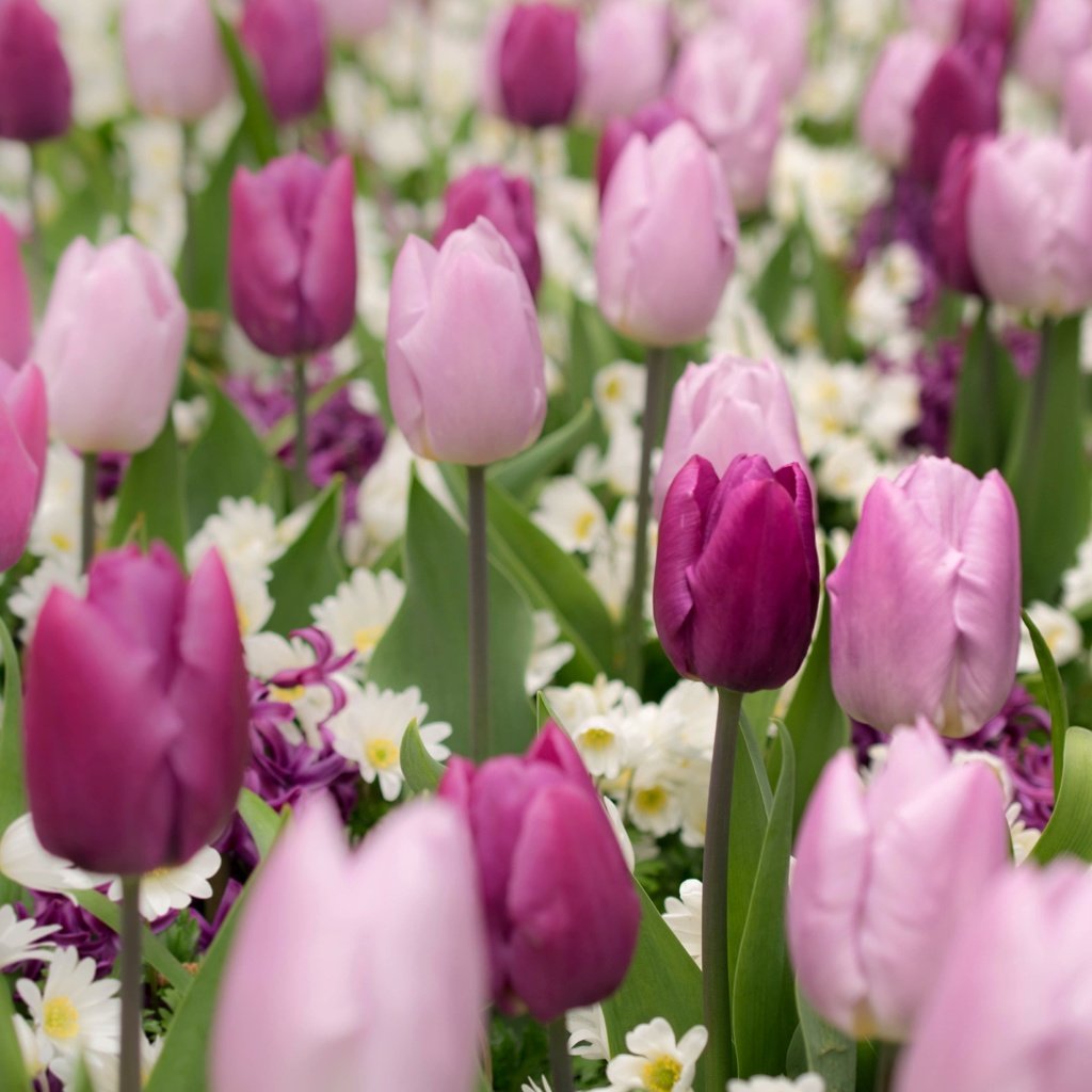 Обои цветы, бутоны, весна, тюльпаны, примула, гиацинт, flowers, buds, spring, tulips, primula, hyacinth разрешение 2400x1600 Загрузить