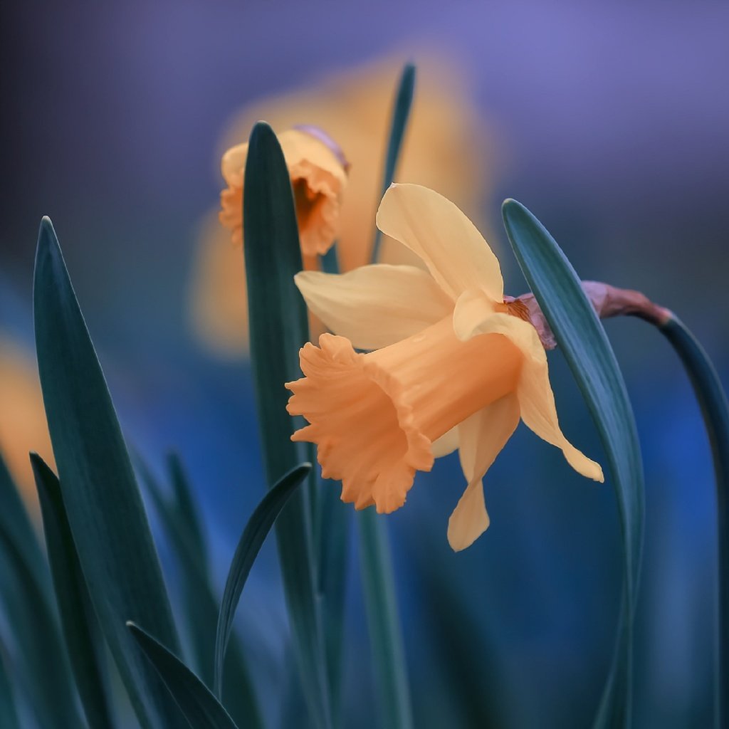 Обои цветы, листья, крупный план, нарциссы, flowers, leaves, close-up, daffodils разрешение 2560x1706 Загрузить