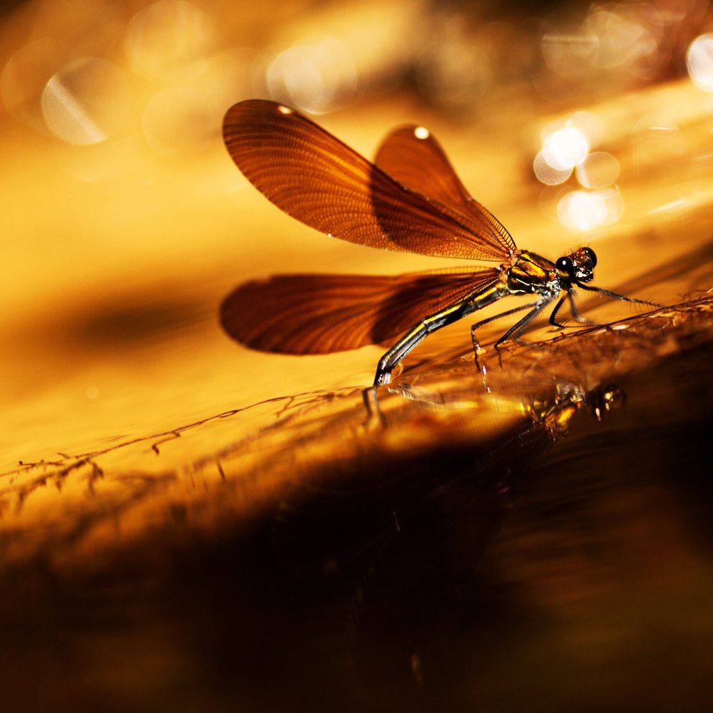 Обои насекомое, фон, крылья, блики, стрекоза, травинка, insect, background, wings, glare, dragonfly, a blade of grass разрешение 2048x1306 Загрузить