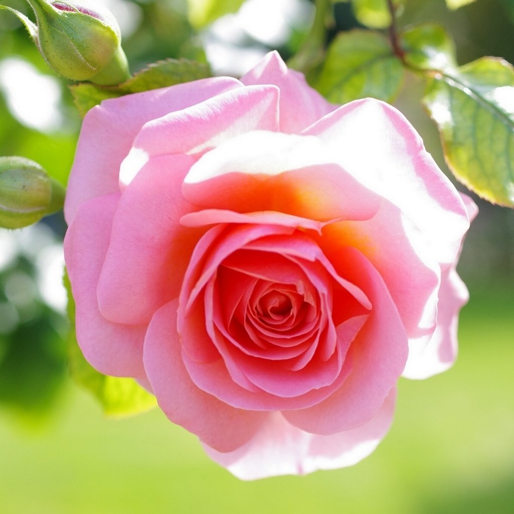 Обои листья, макро, цветок, роза, бутон, розовая, leaves, macro, flower, rose, bud, pink разрешение 1920x1200 Загрузить