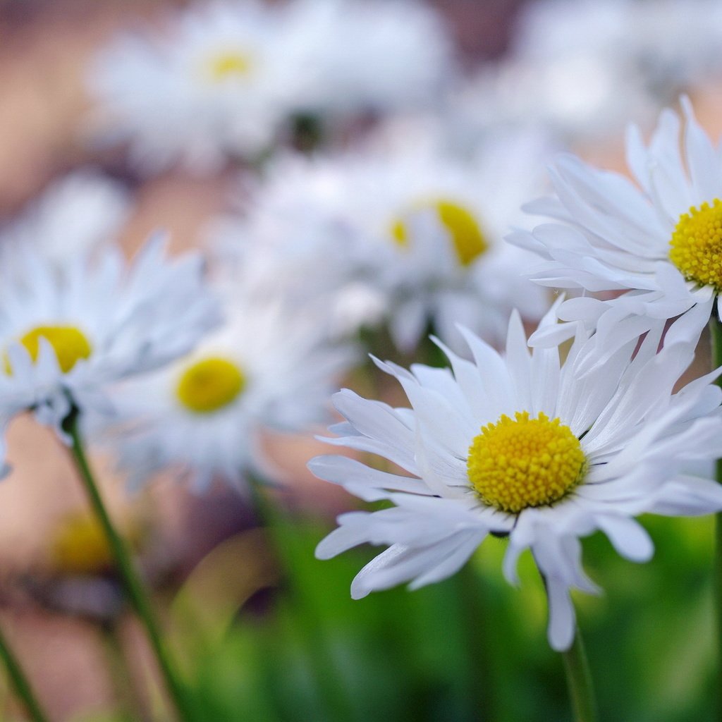 Обои макро, поле, лепестки, ромашки, macro, field, petals, chamomile разрешение 2232x1484 Загрузить