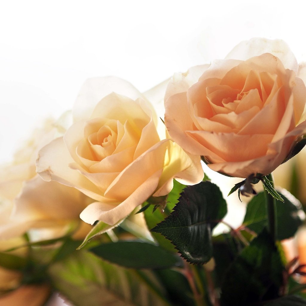 Обои цветы, розы, букет, flowers, roses, bouquet разрешение 2048x1536 Загрузить