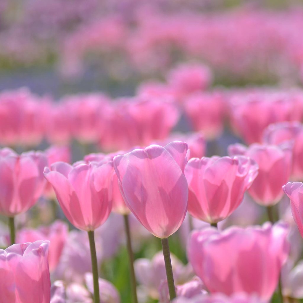 Обои цветение, бутоны, весна, тюльпаны, розовые, боке, flowering, buds, spring, tulips, pink, bokeh разрешение 2048x1356 Загрузить