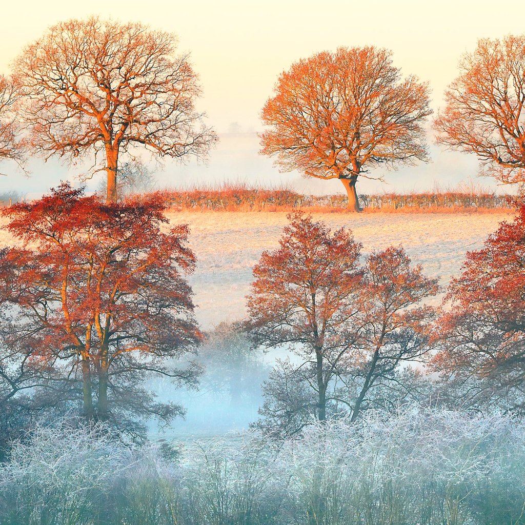 Обои деревья, утро, туман, рассвет, осень, дымка, trees, morning, fog, dawn, autumn, haze разрешение 3600x2400 Загрузить