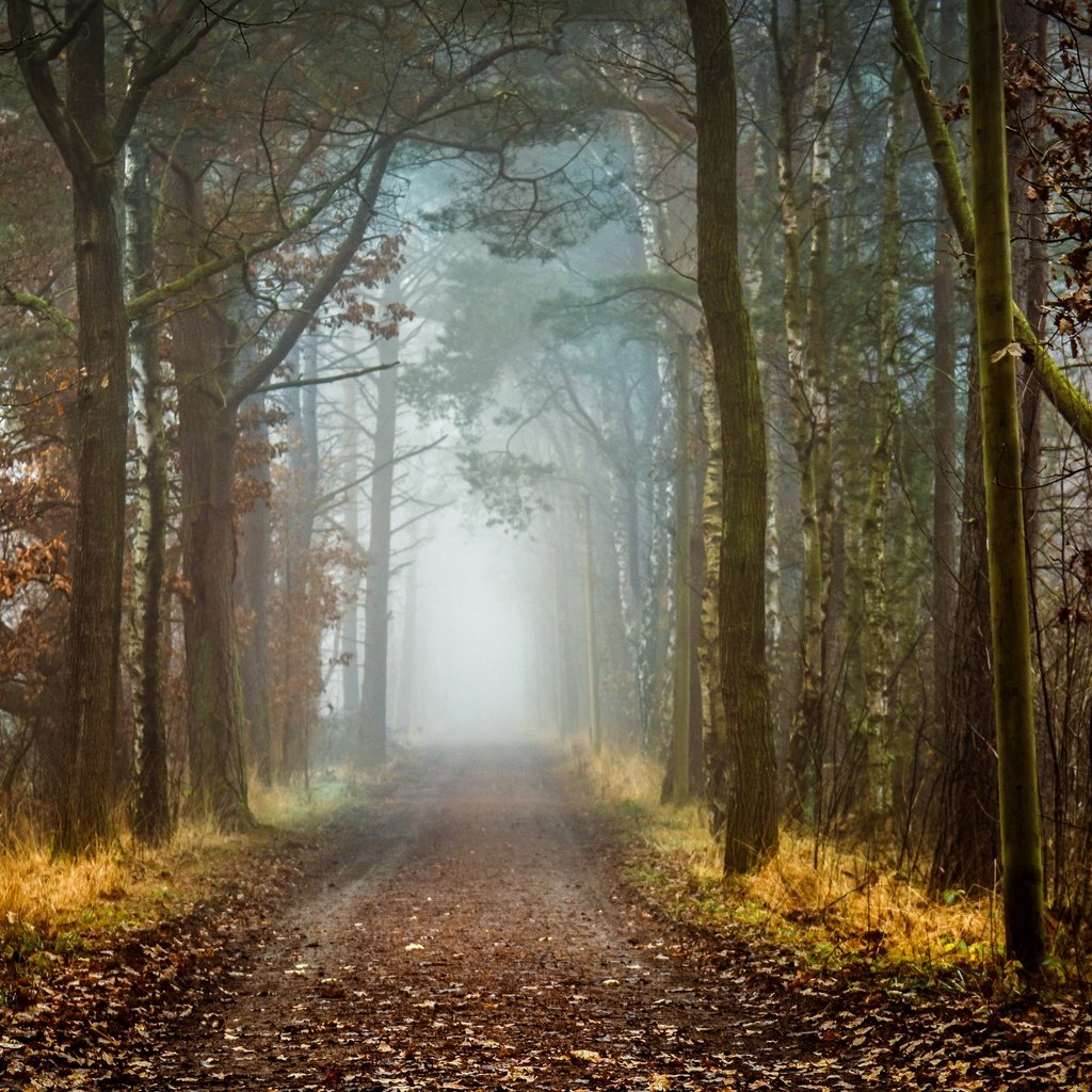 Обои дорога, деревья, природа, лес, осень, road, trees, nature, forest, autumn разрешение 2560x1626 Загрузить