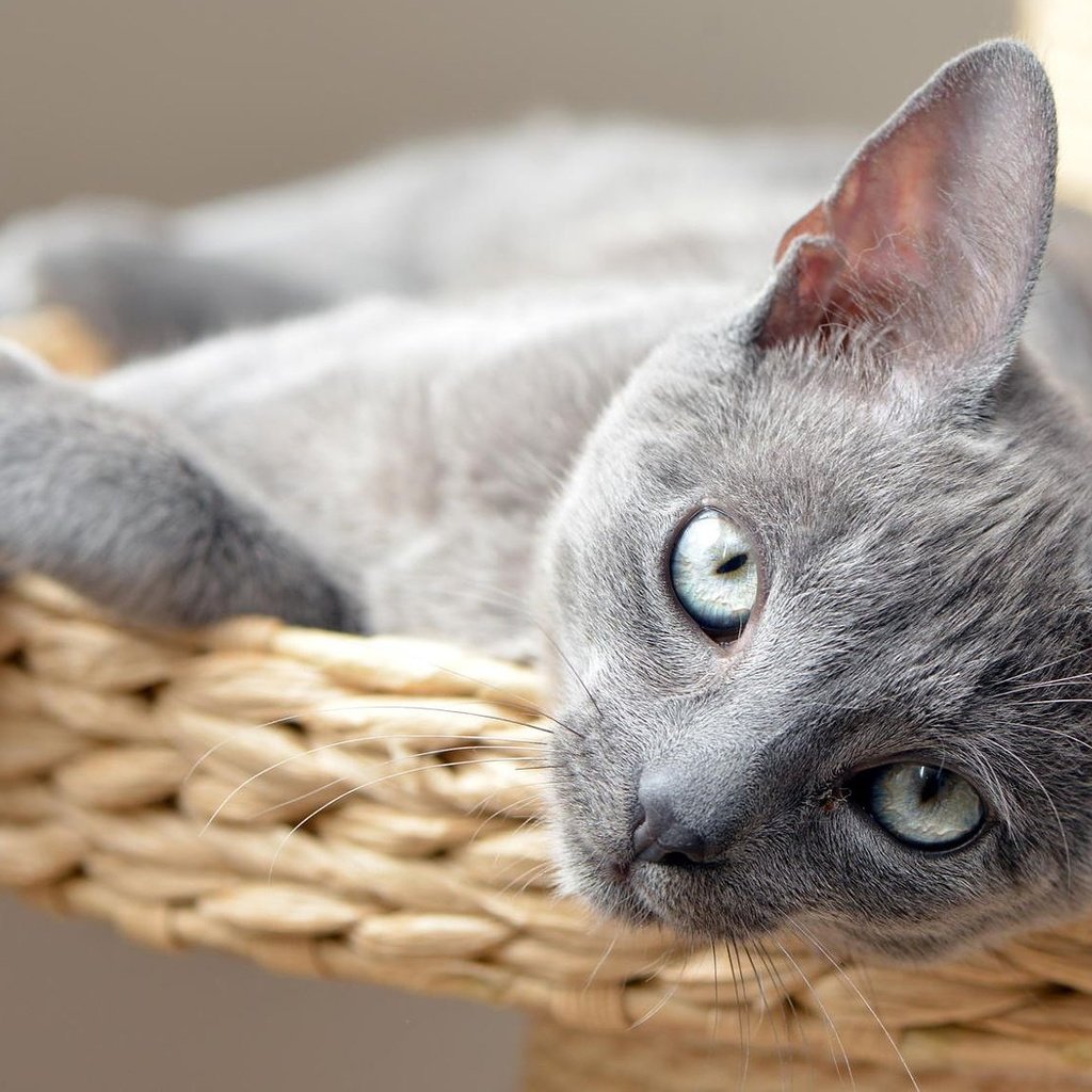 Обои кот, кошка, взгляд, котенок, лежит, серый, сероглазый, cat, look, kitty, lies, grey, gray-eyed разрешение 2000x1125 Загрузить