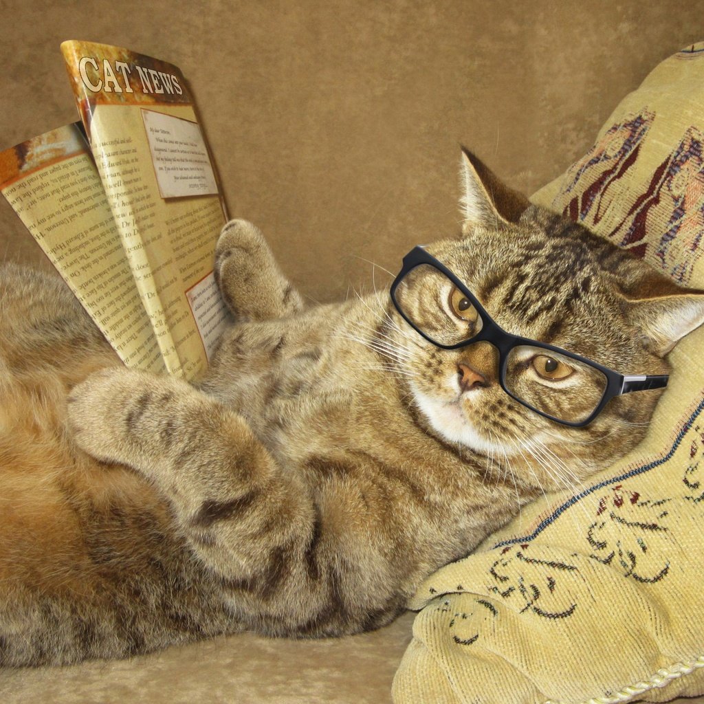 Обои кот, читает, очки, лежит, креатив, юмор, журнал, подушка, умный, cat, reads, glasses, lies, creative, humor, journal, pillow, smart разрешение 2900x2500 Загрузить