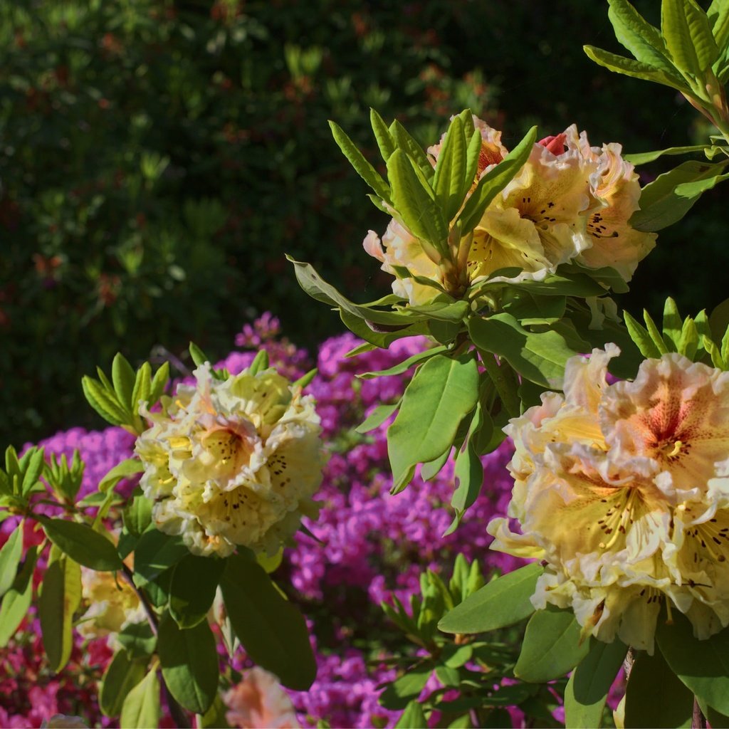 Обои цветы, листья, куст, азалия, рододендрон, flowers, leaves, bush, azalea, rhododendron разрешение 2048x1364 Загрузить
