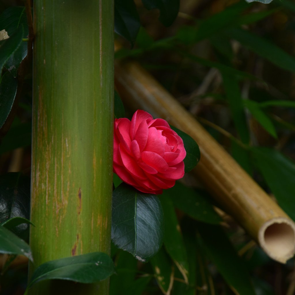 Обои листья, цветок, бутон, камелия, leaves, flower, bud, camellia разрешение 2048x1365 Загрузить