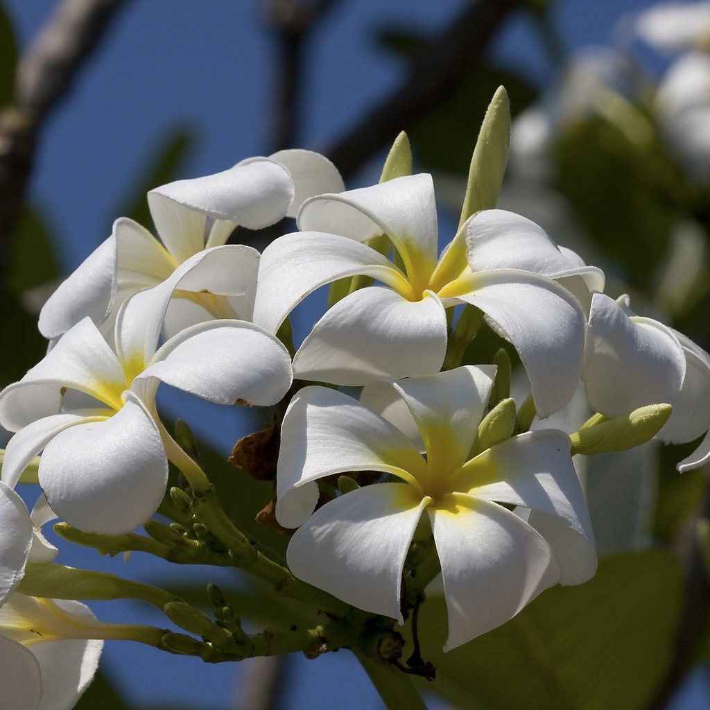 Обои цветы, макро, лепестки, соцветие, плюмерия, бутончики, flowers, macro, petals, inflorescence, plumeria, buds разрешение 3888x2592 Загрузить