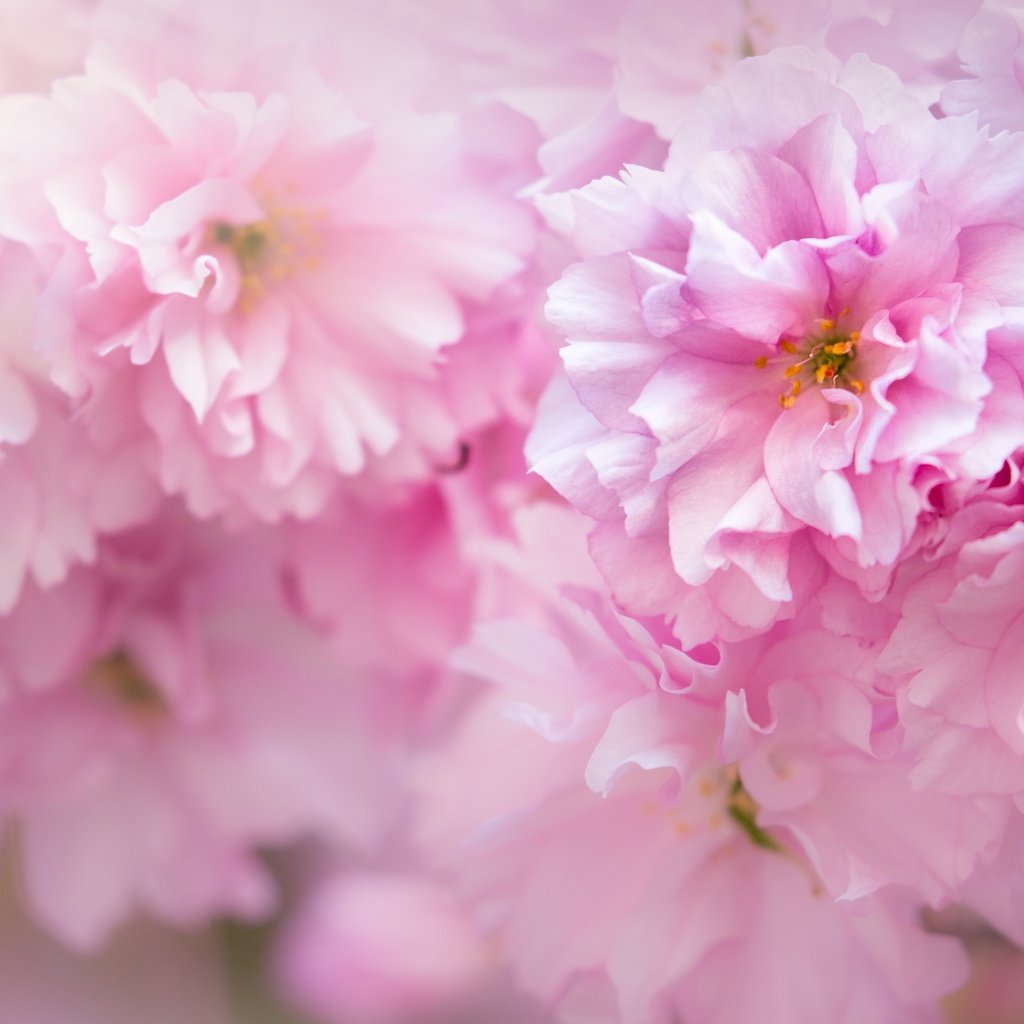 Обои цветение, макро, весна, розовый, сакура, flowering, macro, spring, pink, sakura разрешение 3300x2200 Загрузить