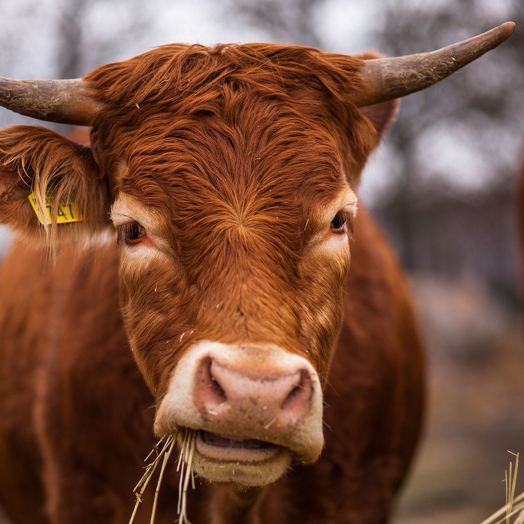 Обои морда, трава, фон, сено, рога, корова, face, grass, background, hay, horns, cow разрешение 2000x1334 Загрузить
