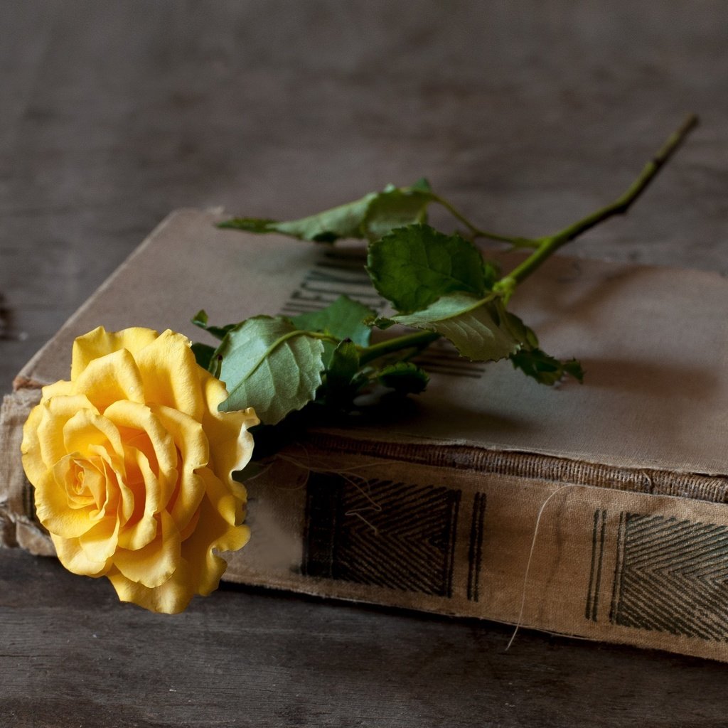 Обои цветок, роза, жёлтая, книга, переплет, flower, rose, yellow, book, cover разрешение 2000x1321 Загрузить