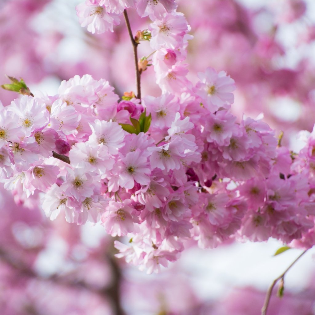 Обои ветка, цветение, весна, розовые, сакура, branch, flowering, spring, pink, sakura разрешение 2048x1365 Загрузить