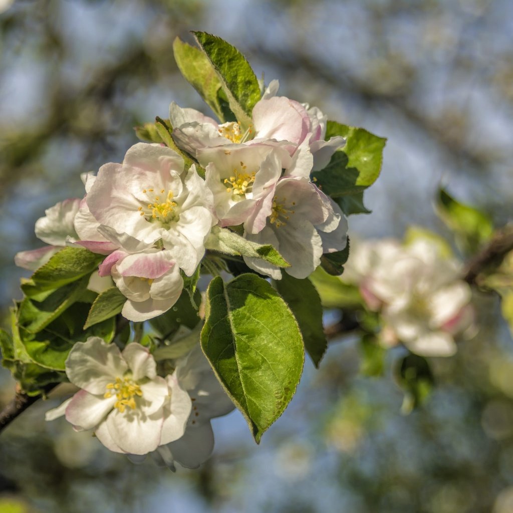 Обои ветка, цветение, весна, яблоня, branch, flowering, spring, apple разрешение 2048x1365 Загрузить